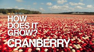 CRANBERRY  How Does It Grow [upl. by Johannes]