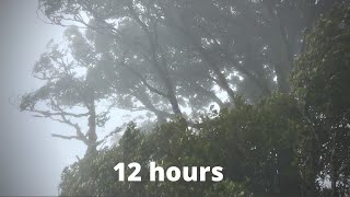 WIND SOUNDS for 12 Hours Sound of Wind for Relaxing Sleep Study Windy Sound [upl. by Aihtebat302]