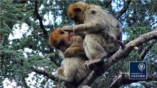 Wild Barbary macaques adopt injured juvenile [upl. by Aihsekat153]