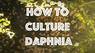 How To Culture Daphnia Magna [upl. by Caines]