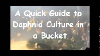 How to culture daphnia outside [upl. by Hsetim362]