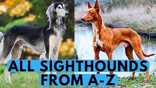 All Sighthound Dog Breeds List from A to Z [upl. by Og]