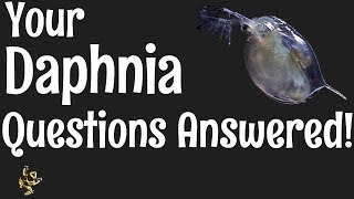 Daphnia Questions Answered [upl. by Photima]