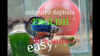 daphnia moina culture Easy way Unlimited production English  with sub Green water Chlorella [upl. by Shirlie]