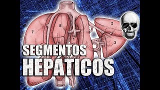 Anatomia do Fígado  Segmentos Hepáticos  Anatomia Humana  VideoAula 162 [upl. by Gitt]