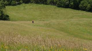 Relaxing Wind Sounds Through The Grass Field 8 Hours  Body Movement Free Flow [upl. by Zetrok]