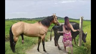 My sister training care her lovely horse in beginner 2021 [upl. by Anuahsat]