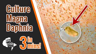 How to culture DAPHNIA MAGNA  The easy way [upl. by Okubo]