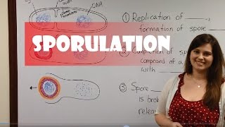 Endospore Formation Sporulation [upl. by Orrin974]