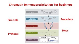 Chromatin immunoprecipitation ChIP explained principle and procedure  ChIP assay [upl. by Ardnuaek796]