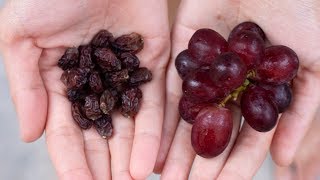 How to make Raisins from grapes  Larger Plumper Juicier [upl. by Htedirem509]