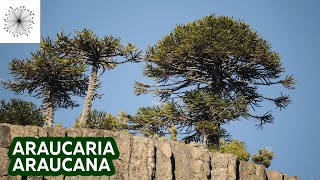 Todo sobre la Araucaria araucana [upl. by Neehar]