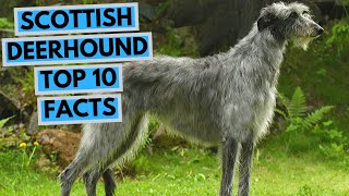 Scottish Deerhound  TOP 10 Interesting Facts [upl. by Fagaly938]