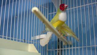 Champion Breeder of Lady Gouldian Finches [upl. by Henri]