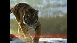 Esso Tiger TV Commercial [upl. by Tselec]