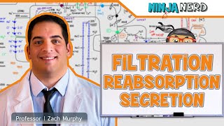 Renal  Filtration Reabsorption and Secretion Overview [upl. by Aratas]