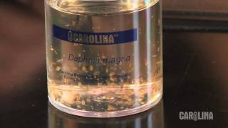 How to Care for Daphnia [upl. by Aneetsirk158]