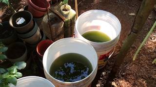 How to grow Green Water Algae [upl. by Aihtibat]