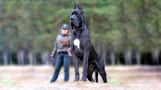 11 Biggest Dogs in the World [upl. by Ettennor400]