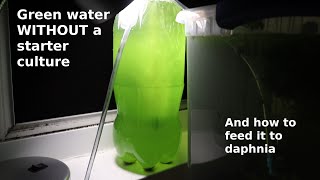 Green Water WITHOUT a Starter Culture  From Scratch  How To [upl. by Shayla]