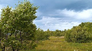 Nature sound of wind blowing in the trees on a cloudy day [upl. by Lyndon]