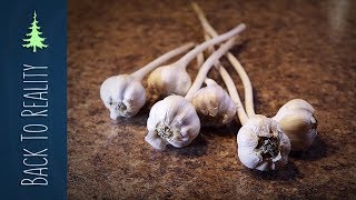 How to Make Garlic Powder from fresh garlic [upl. by Price]