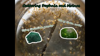 How To Culture Daphnia and Moinas using Green Water Spirulina powder [upl. by Walston]