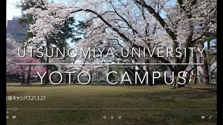 宇都宮大学陽東キャンパスドローン空撮動画（桜満開）（Drone footage of cherry blossoms blooming Utsunomiya University） [upl. by Ahsimet]