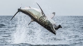 Flying Shark Great White Breaches Off South Africas Coast [upl. by Valdis120]