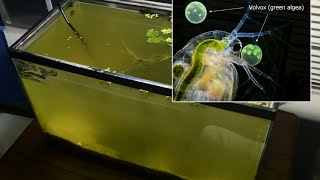 Raising Daphnia for the Freshwater Aquarium [upl. by Riedel]