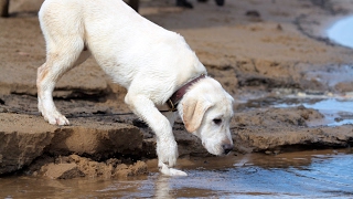 Labrador Retriever Puppy  Training Overview [upl. by Fayre]