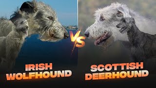 Irish Wolfhound vs Scottish Deerhound Detailed Comparison [upl. by Eenad]