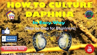 HOW TO CULTURE DAPHNIA In Easy Way [upl. by Cirone]