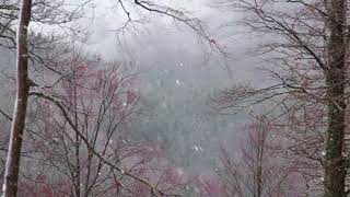 Winter Wind Sounds 1 Hour  High Winds Blowing Snow [upl. by Ahseiat593]